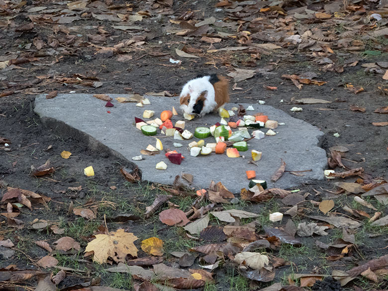 Hausmeerschweinchen am 28. Oktober 2019 auf der Außenanlage im Grünen Zoo Wuppertal