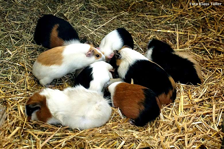 Hausmeerschweinchen am 11. Januar 2020 im Stallgebäude im Zoo Wuppertal (Foto Klaus Tüller)