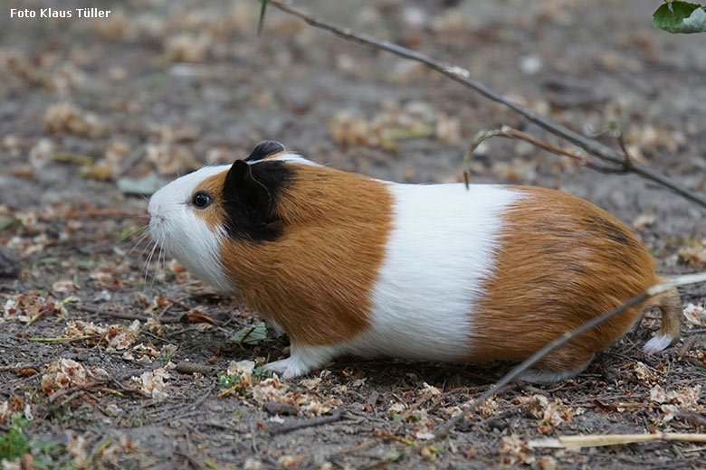 Hausmeerschweinchen am 25. Mai 2020 auf der Außenanlage im Zoologischen Garten Wuppertal (Foto Klaus Tüller)