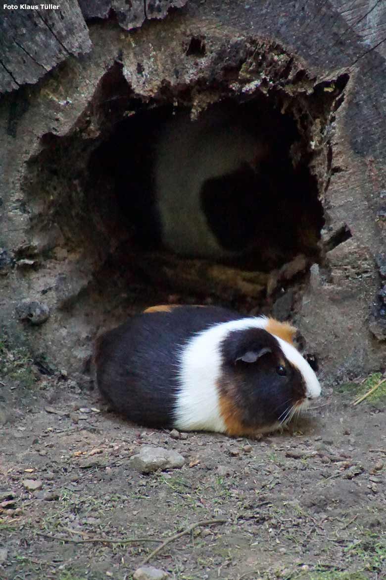 Hausmeerschweinchen am 13. Juli 2020 auf der Außenanlage im Zoologischen Garten der Stadt Wuppertal (Foto Klaus Tüller)