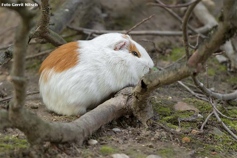 Hausmeerschweinchen am 3. August 2020 auf der Außenanlage im Grünen Zoo Wuppertal (Foto Gerrit Nitsch)