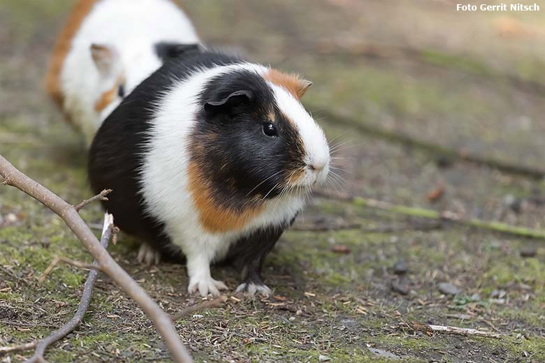 Hausmeerschweinchen am 3. August 2020 auf der Außenanlage im Zoo Wuppertal (Foto Gerrit Nitsch)