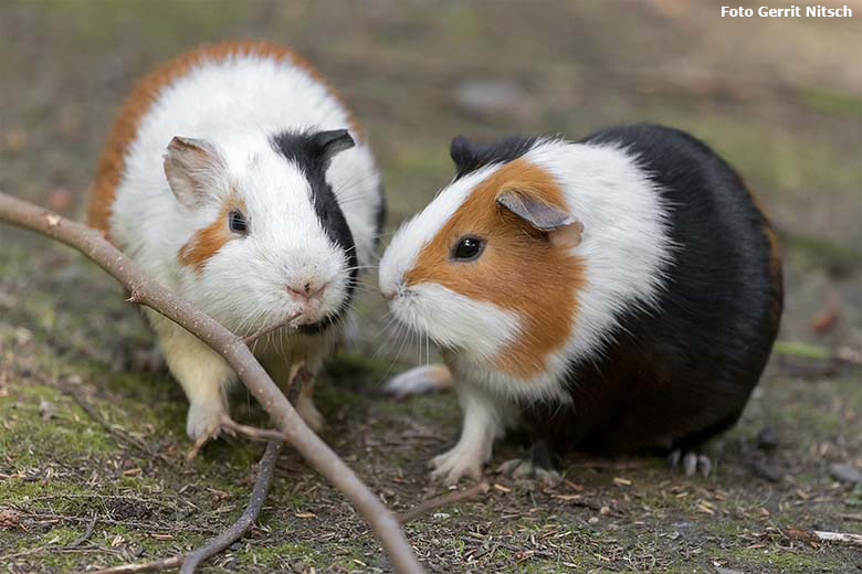 Hausmeerschweinchen am 3. August 2020 auf der Außenanlage im Wuppertaler Zoo (Foto Gerrit Nitsch)