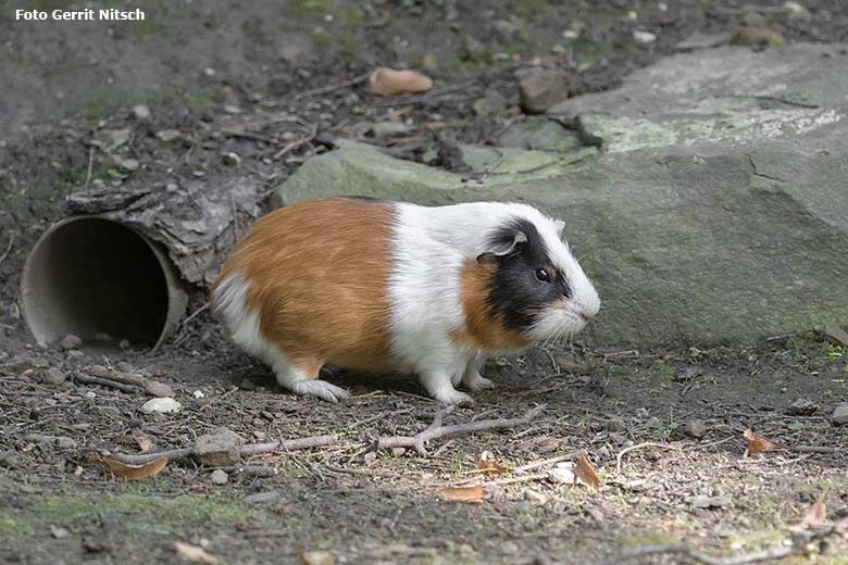 Hausmeerschweinchen am 3. August 2020 auf der Außenanlage im Grünen Zoo Wuppertal (Foto Gerrit Nitsch)