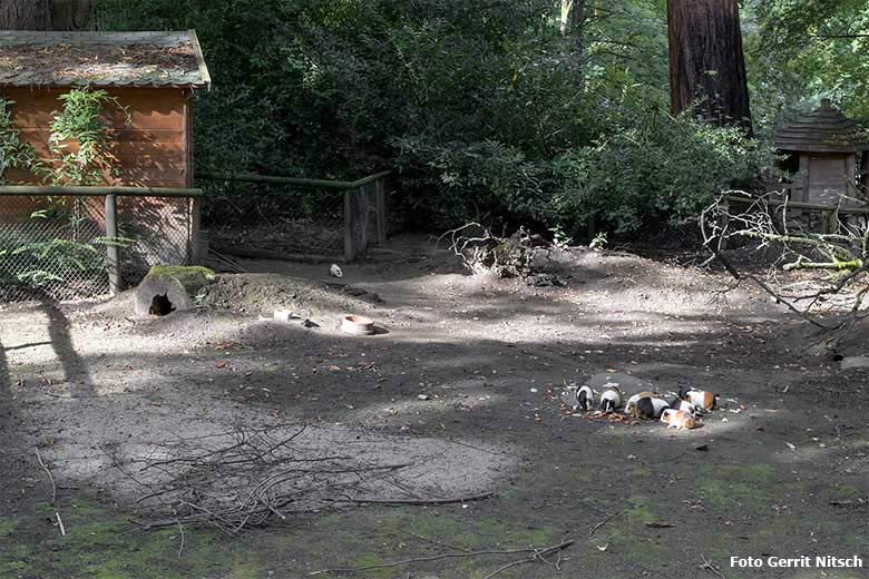 Hausmeerschweinchen am 3. August 2020 auf der Außenanlage im Wuppertaler Zoo (Foto Gerrit Nitsch)