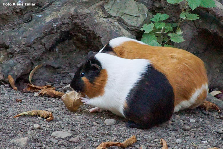 Hausmeerschweinchen am 18. September 2020 auf der Außenanlage im Zoologischen Garten Wuppertal (Foto Klaus Tüller)