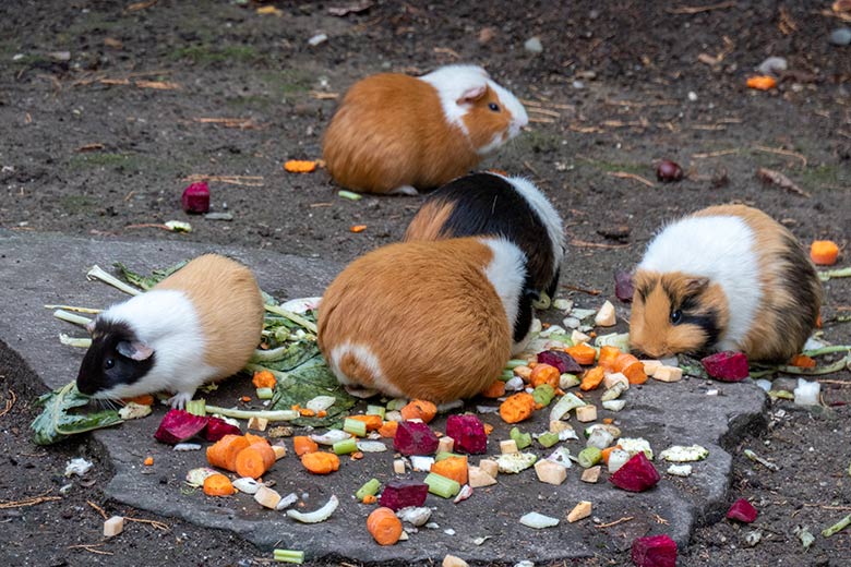 Hausmeerschweinchen am 27. September 2020 auf der Außenanlage im Wuppertaler Zoo