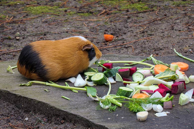 Hausmeerschweinchen am 21. März 2021 auf der Außenanlage im Grünen Zoo Wuppertal