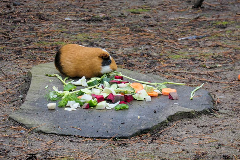 Hausmeerschweinchen am 21. März 2021 auf der Außenanlage im Wuppertaler Zoo