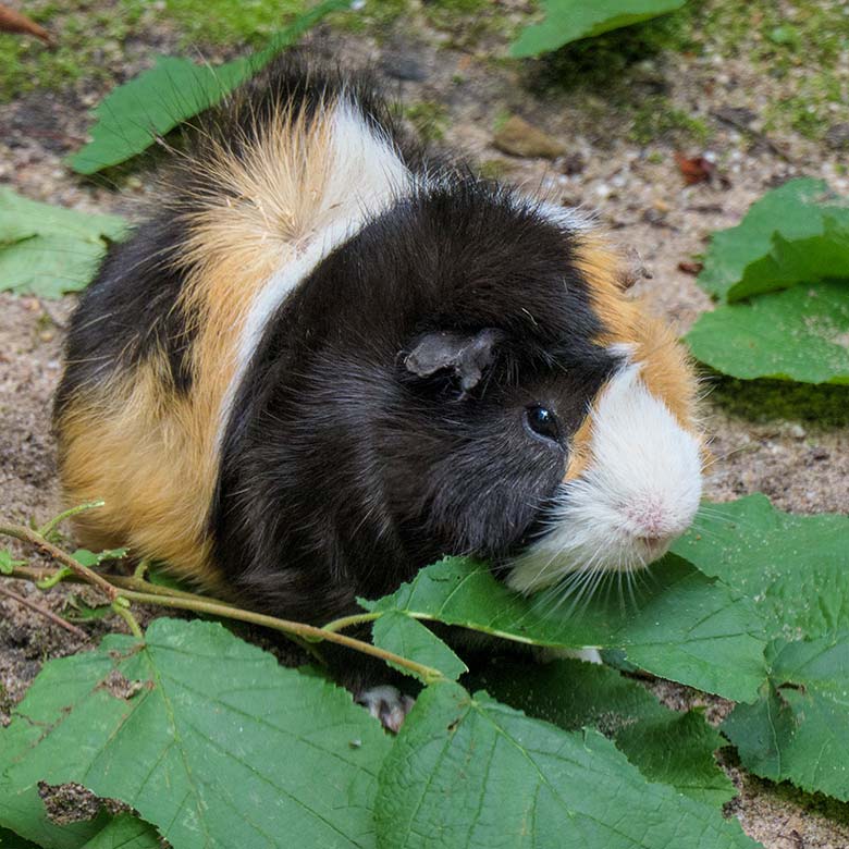 Hausmeerschweinchen am 8. August 2021 auf der Außenanlage im Grünen Zoo Wuppertal