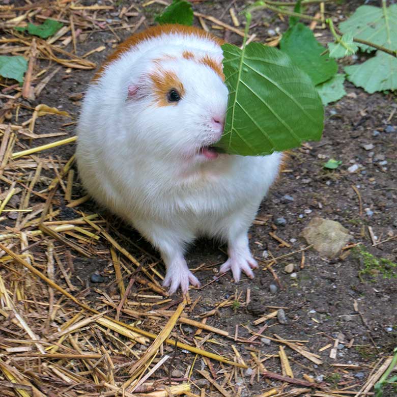 Hausmeerschweinchen am 8. August 2021 auf der Außenanlage im Zoologischen Garten Wuppertal