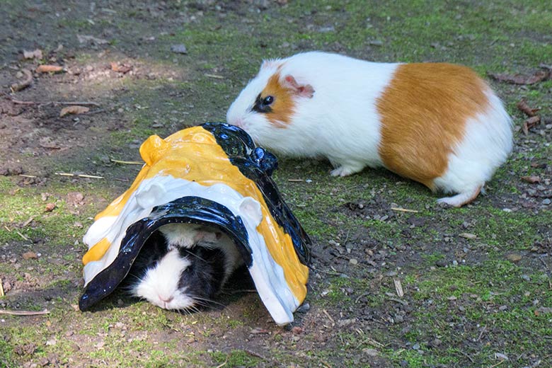 Hausmeerschweinchen und  und künstlerisches Meerschweinchen am 5. September 2021 auf der Außenanlage im Zoologischen Garten Wuppertal