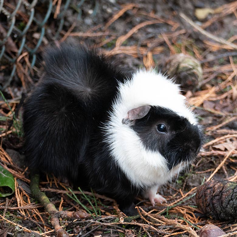 Hausmeerschweinchen am 22. Februar 2022 auf der Außenanlage im Grünen Zoo Wuppertal