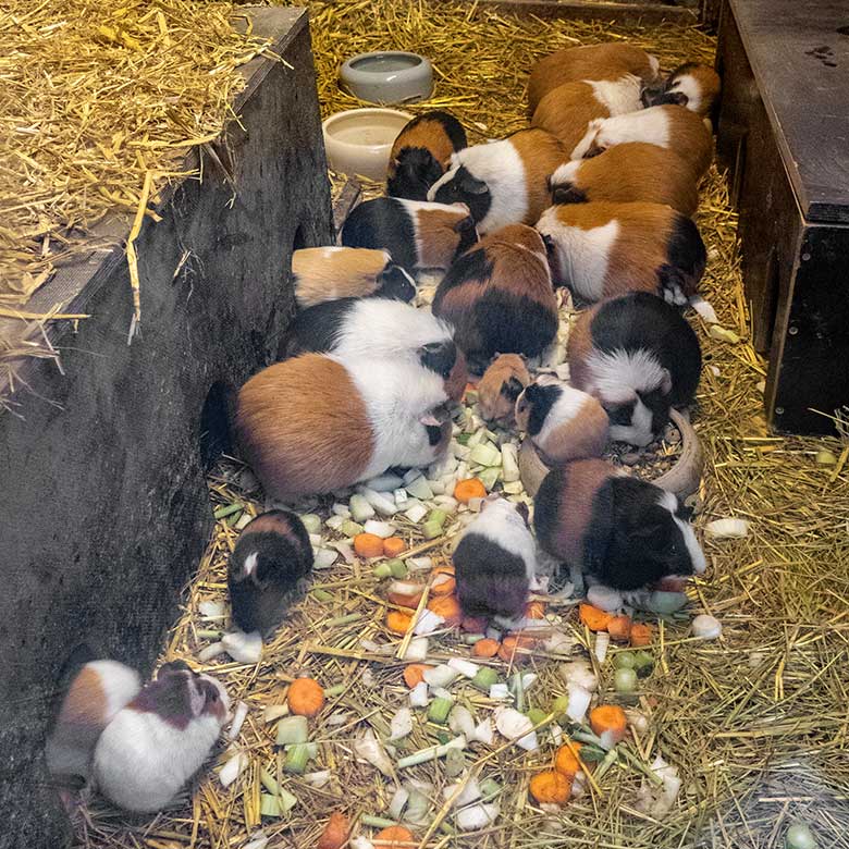 Hausmeerschweinchen mit Jungtieren am 26. Dezember 2022 im Stallgebäude im Grünen Zoo Wuppertal