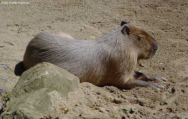 Wasserschwein im Wuppertaler Zoo im Juni 2004 (Foto Frank Gennes)