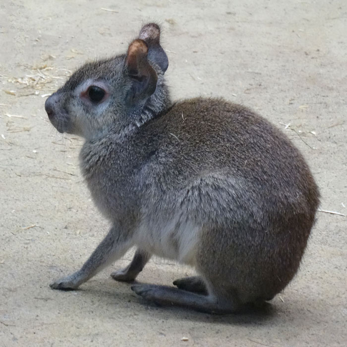 Zwergmara im Wuppertaler Zoo im Januar 2016