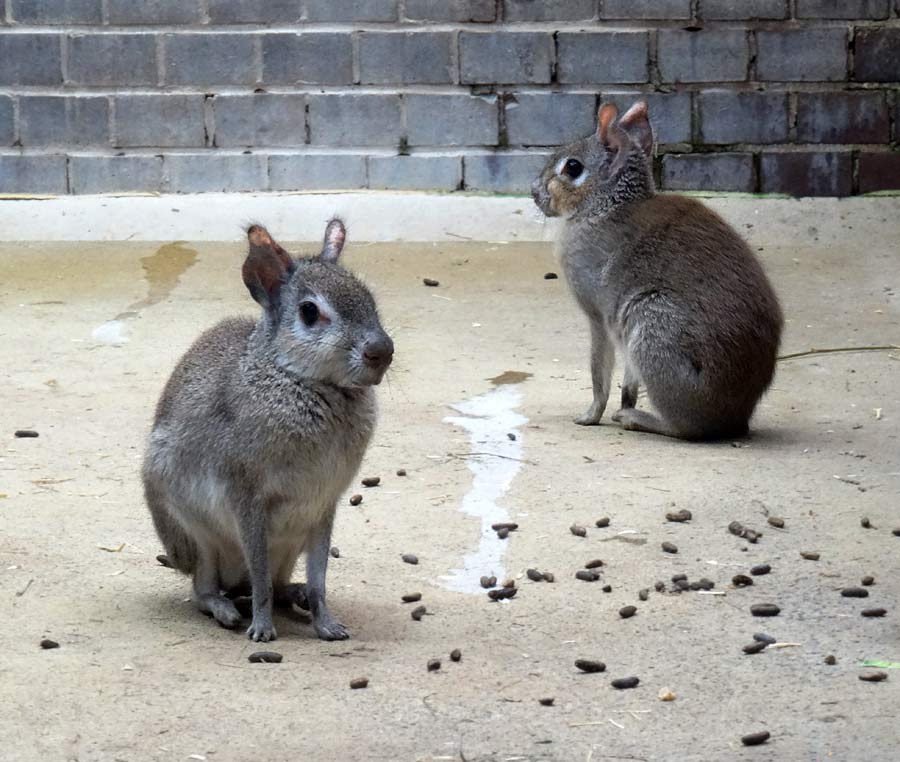 Zwergmaras im Zoologischen Garten der Stadt Wuppertal im Januar 2016