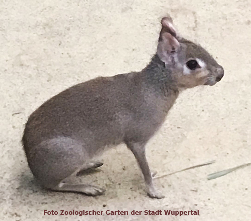 Zwergmara im Zoologischen Garten der Stadt Wuppertal (Foto Zoologischen Garten der Stadt Wuppertal)