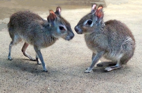 Zwergmaras im Februar 2016 im Südamerikahaus im Wuppertaler Zoo