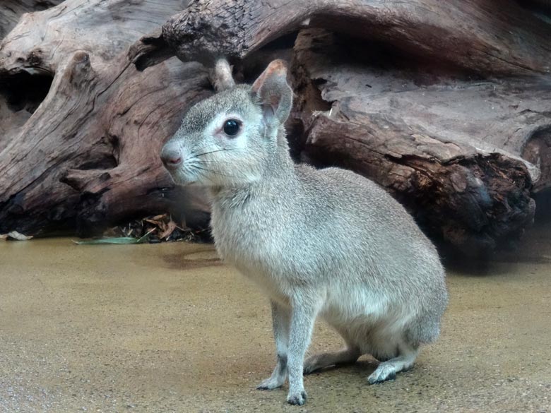 Zwergmara im Wuppertaler Zoo im März 2016