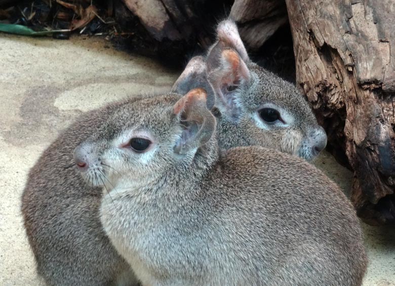 Zwergmaras im Zoologischen Garten der Stadt Wuppertal im März 2016