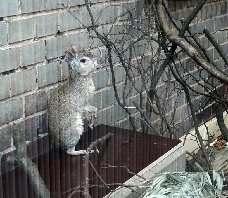 Zwergmara am 30. April 2016 im Südamerikahaus im Zoologischen Garten der Stadt Wuppertal