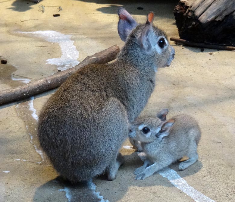 Zwergmara mit Jungtier am 24. Juli 2016 im Südamerikahaus im Wuppertaler Zoo