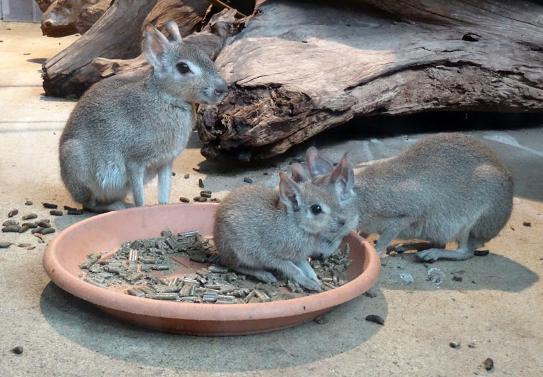 Zwergmaras im August 2016 im Wuppertaler Zoo