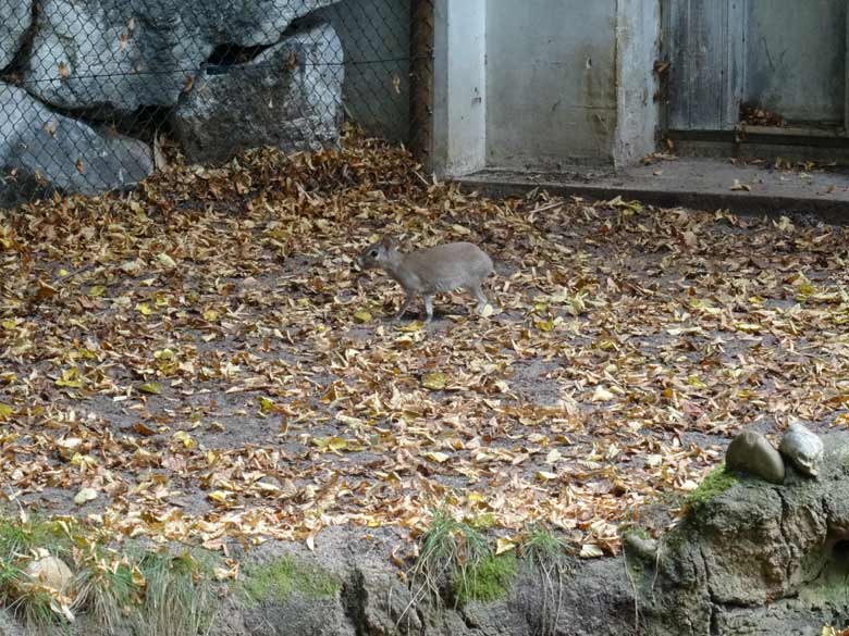 Zwergmara am 11. September 2016 auf der Außenanlage im Wuppertaler Zoo