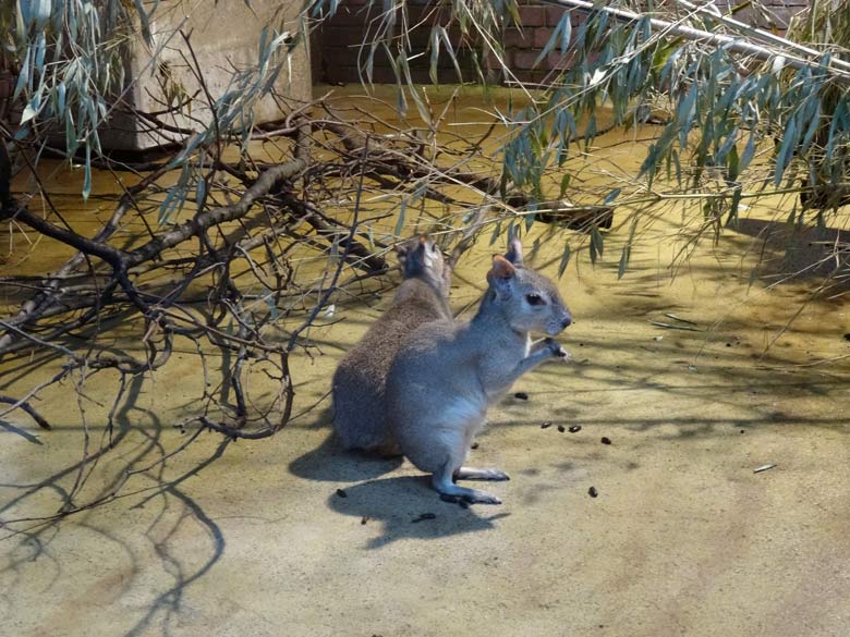 Zwergmaras am 21. Oktober 2016 im Südamerika-Haus im Zoologischen Garten der Stadt Wuppertal