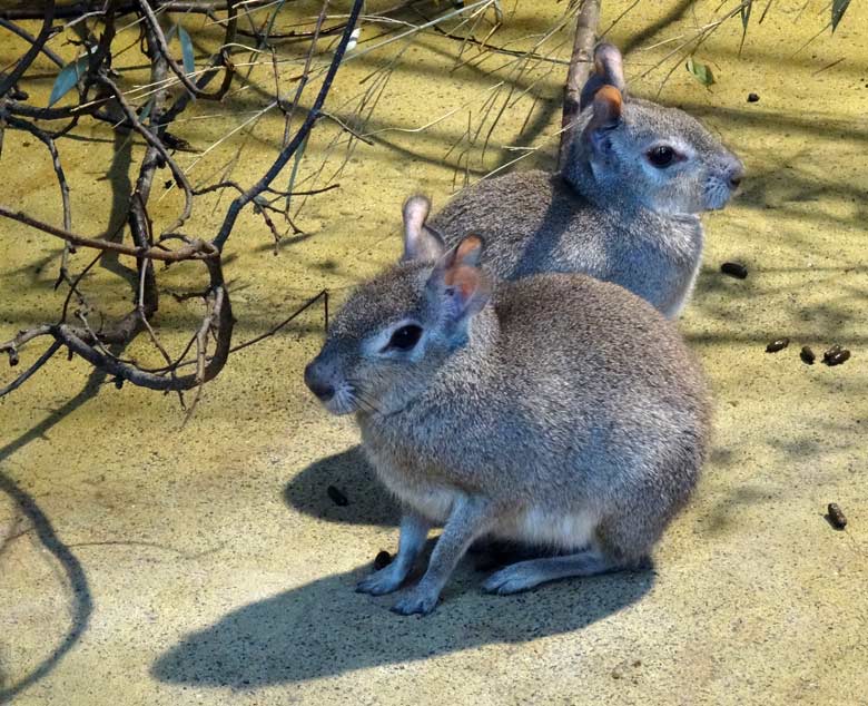 Zwergmaras am 21. Oktober 2016 im Südamerika-Haus im Wuppertaler Zoo