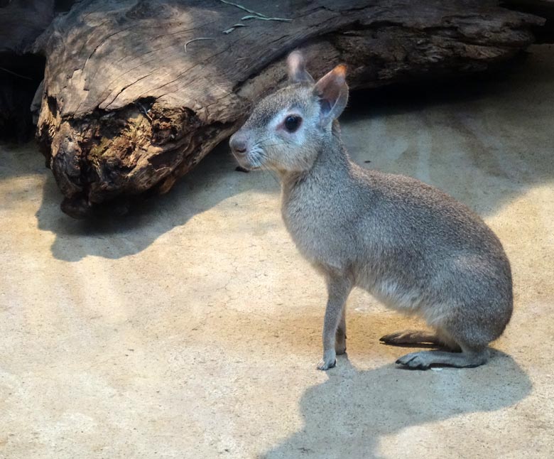 Zwergmaras am 14. Februar 2017 im Sudamerikahaus im Zoologischen Garten der Stadt Wuppertal