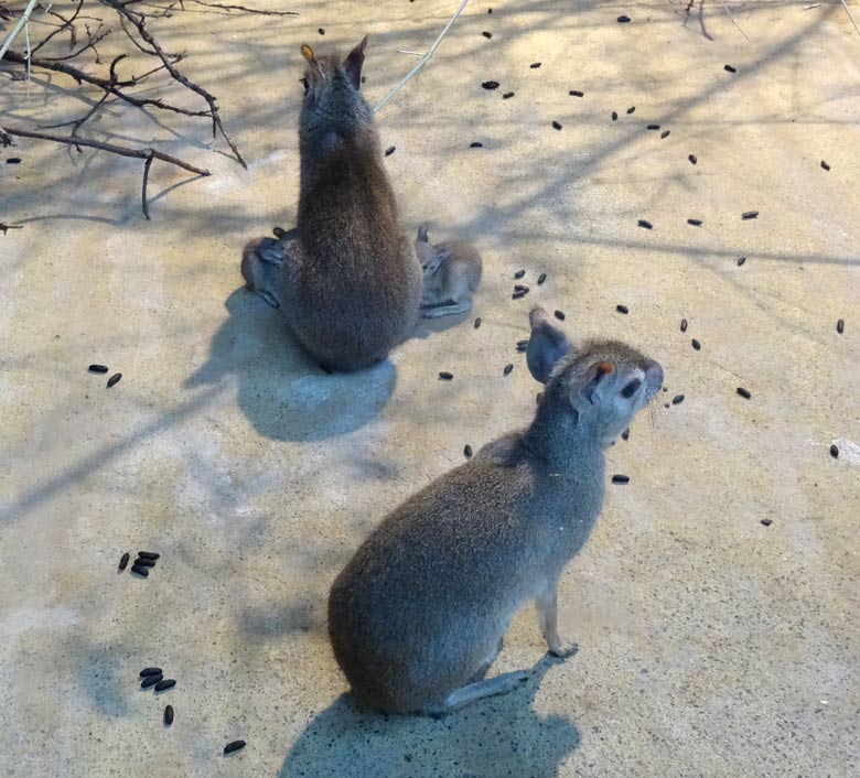 Zwei säugende Zwergmara-Jungtiere am 24. Mai 2017 im Südamerikahaus im Wuppertaler Zoo