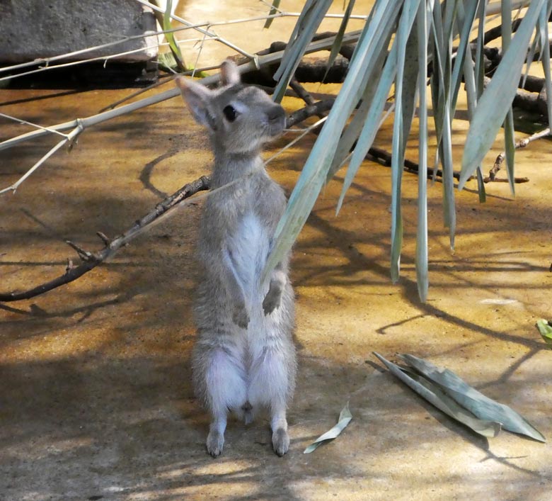 Zwergmara-Jungtier am 2. Juli 2017 im Südamerikahaus im Grünen Zoo Wuppertal