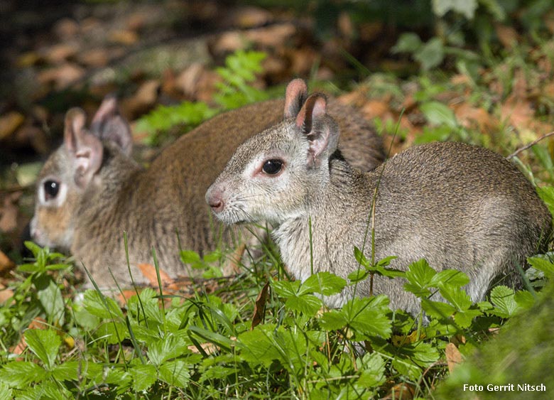 Zwergmaras am 27. September 2017 auf der Außenanlage am Südamerika-Haus im Zoologischen Garten der Stadt Wuppertal (Foto Gerrit Nitsch)