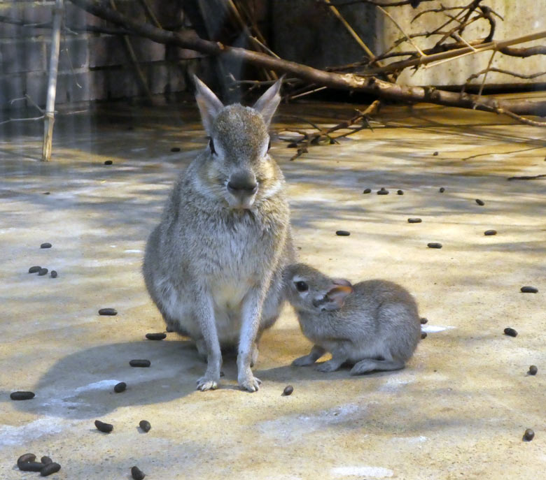 Zwergmara-Jungtier am 2. Oktober 2017 im Innengehege im Südamerika-Haus im Zoologischen Garten Wuppertal