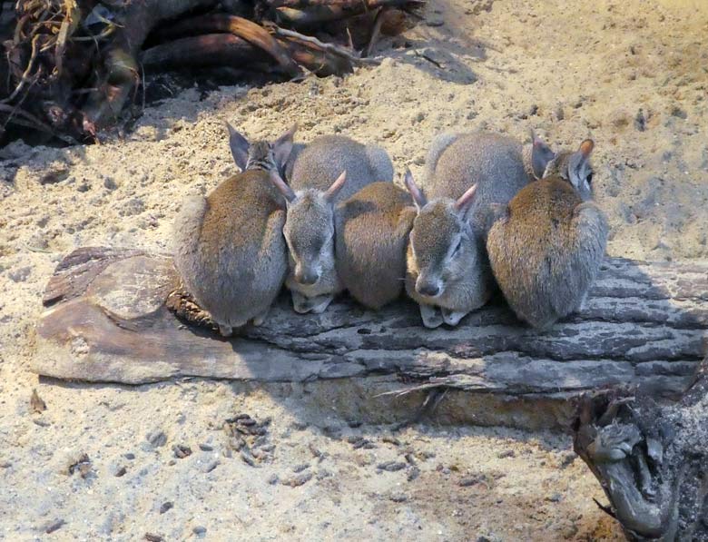 Die Gruppe der fünf Zwergmaras am 25. November 2017 im Südamerikahaus im Grünen Zoo Wuppertal