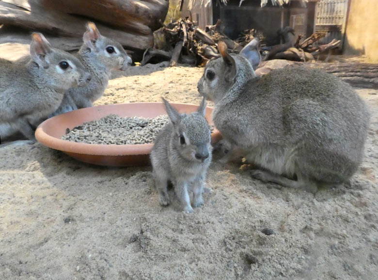 Zwergmaras mit Jungtier am 26. Januar 2018 im Südamerikahaus im Wuppertaler Zoo