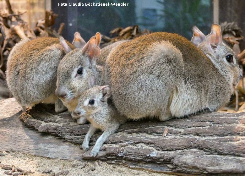 Zwergmaras am 30. Januar 2018 im Südamerikahaus im Zoologischen Garten der Stadt Wuppertal (Foto Claudia Böckstiegel-Wengler)