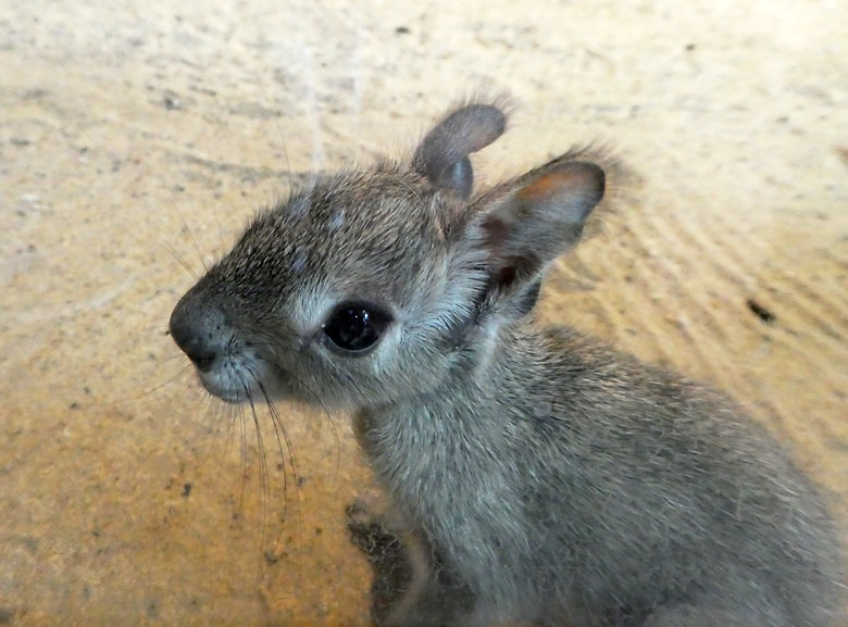 Zwergmara-Jungtier am Tag seiner Geburt am 6. Mai 2018 im Südamerikahaus im Grünen Zoo Wuppertal