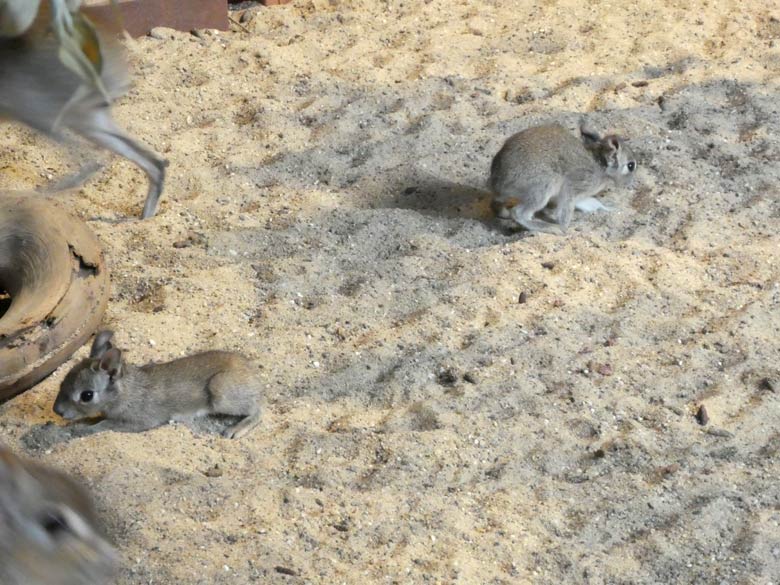 Zwergmara-Jungtiere am Tag ihrer Geburt am 6. Mai 2018 im Südamerikahaus im Zoologischen Garten Wuppertal