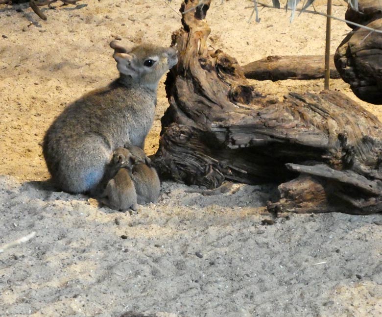 Zwergmara mit säugenden Jungtieren am 6. Mai 2018 im Südamerikahaus im Wuppertaler Zoo