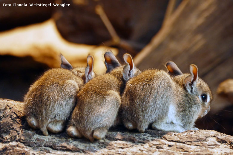 Drei Zwergmara-Jungtiere am 7. Mai 2018 im Südamerikahaus im Grünen Zoo Wuppertal (Foto Claudia Böckstiegel-Wengler)