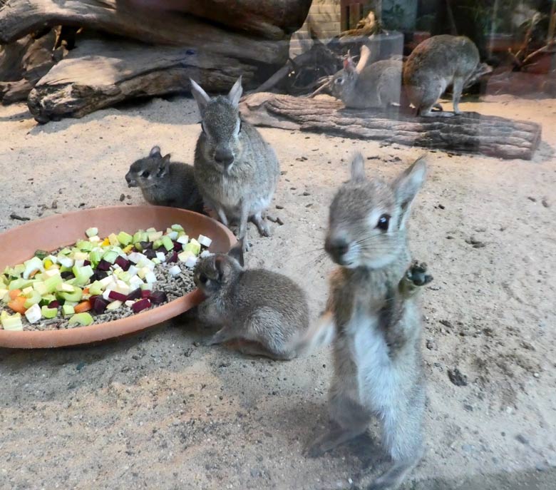 Neugieriges Zwergmara-Jungtier an der Scheibe am 18. Mai 2018 im Südamerikahaus im Grünen Zoo Wuppertal