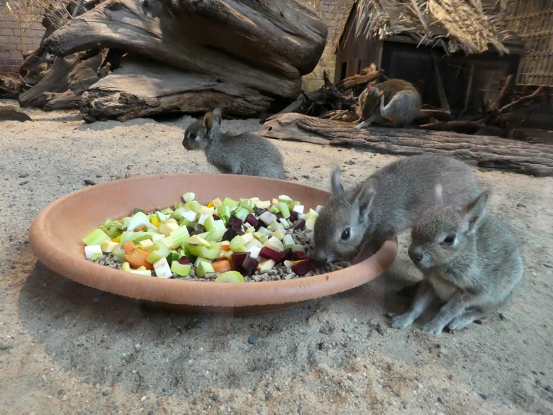 Zwergmara-Jungtiere am 18. Mai 2018 im Südamerikahaus im Zoo Wuppertal