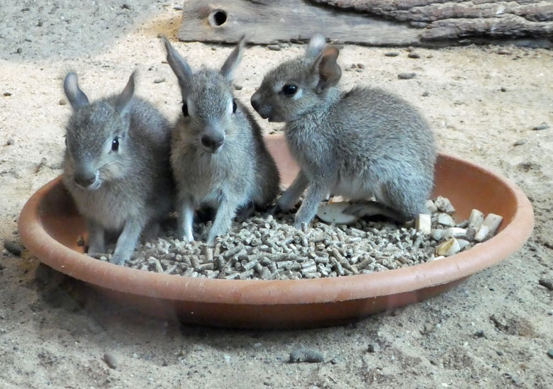 Drei Zwergmara-Jungtiere am 26. Mai 2018 im Südamerikahaus im Zoologischen Garten Wuppertal