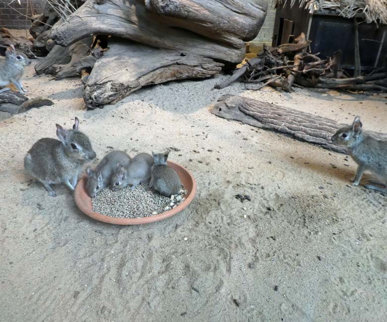 Drei Zwergmaras mit drei Zwergmara-Jungtieren am 26. Mai 2018 im Südamerikahaus im Zoo Wuppertal