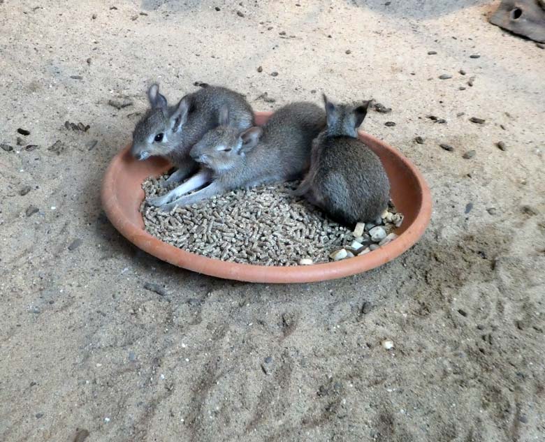 Drei Zwergmara-Jungtiere am 26. Mai 2018 im Südamerikahaus im Wuppertaler Zoo