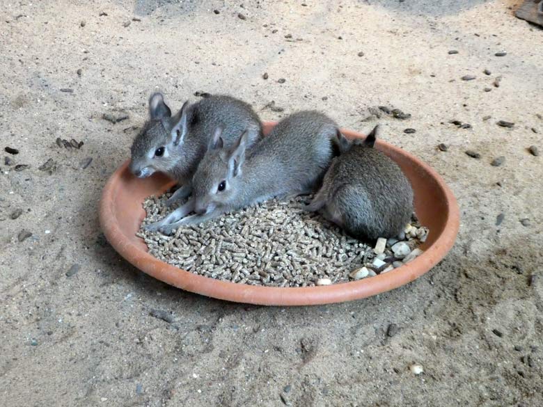 Drei Zwergmara-Jungtiere am 26. Mai 2018 im Südamerikahaus im Grünen Zoo Wuppertal