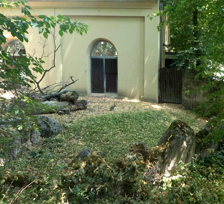 Zwergmara am 7. Juli 2018 auf der Außenanlage am Südamerikahaus im Grünen Zoo Wuppertal